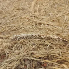 harding grass thumbnail 1