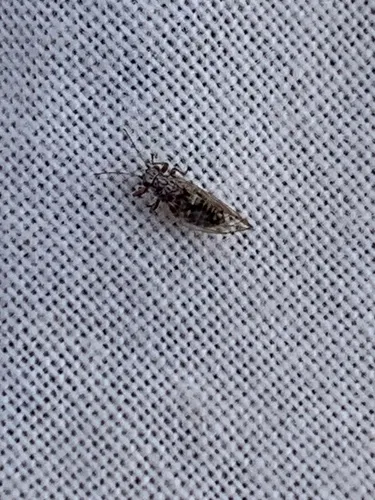 Bactericera arbolensis