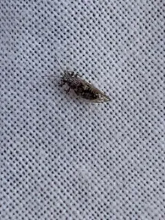 Bactericera arbolensis thumbnail 1
