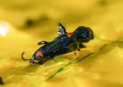 Psoa maculata thumbnail 2