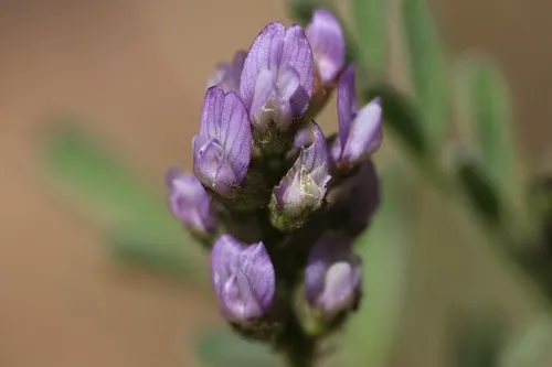 Gambel's milkvetch