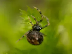 Trogloneta paradoxa thumbnail 4