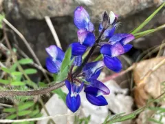 Fleshy Lupine thumbnail 4