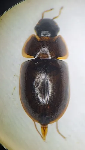 Enochrus californicus
