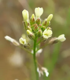 littlepod false flax thumbnail 1
