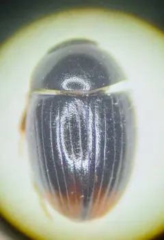 Cercyon ustulatus thumbnail 2