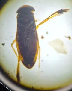 Callicorixa vulnerata thumbnail 2
