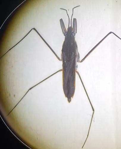 Gerris incognitus