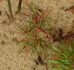 early hair grass thumbnail 2