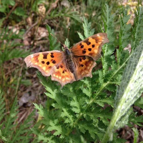 Satyr Comma