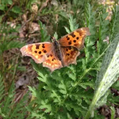 Satyr Comma thumbnail 1