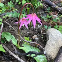 Coast Fawn Lily thumbnail 4