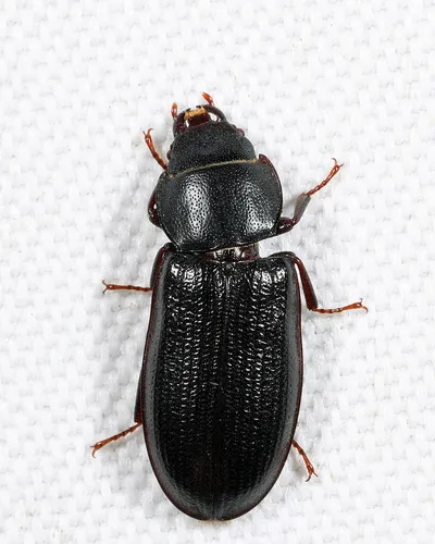 Tenebroides americanus