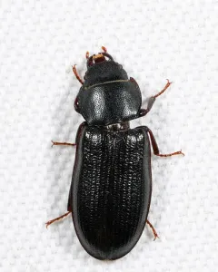 Tenebroides americanus thumbnail 1