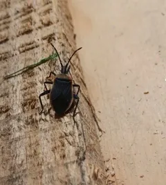 Cactus Coreid Bug thumbnail 3