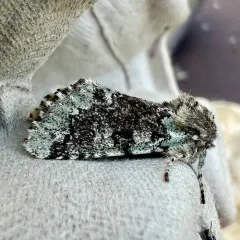 Major Sallow thumbnail 1