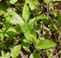 roughleaf aster thumbnail 2