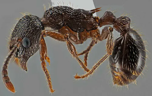 Lobe-fronted Ant