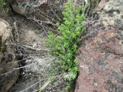 Littleleaf Brickellbush thumbnail 2