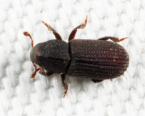 Hylastes opacus