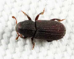 Hylastes opacus thumbnail 1