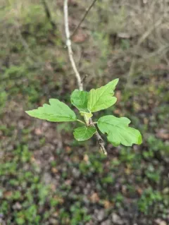 Prairie Crab Apple thumbnail 2