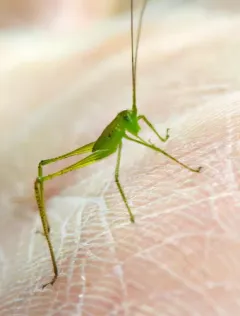 Chloroscirtus forcipatus thumbnail 1