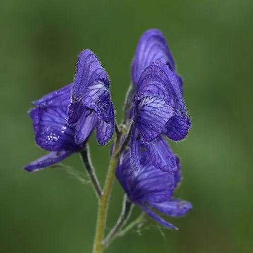 Larkspurleaf Monkshood