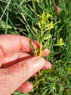 Spreading Wallflower thumbnail 4