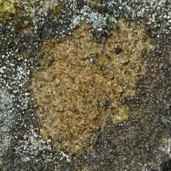 Rusty Brook Lichen thumbnail 3