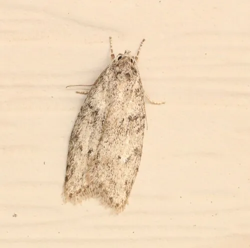Poplar Micromoth