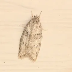 Poplar Micromoth thumbnail 1