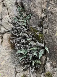 Coastal Lip Fern thumbnail 2