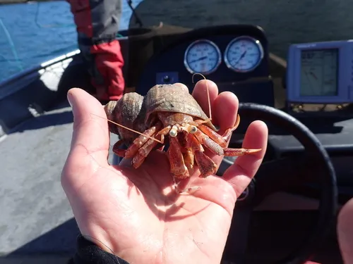 Aleutican Hermit Crab