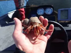 Aleutican Hermit Crab thumbnail 1