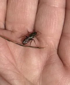 True Cuckoo Nomad Bee thumbnail 4