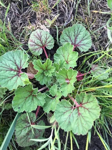 round-leaved filaree