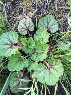 round-leaved filaree thumbnail 1