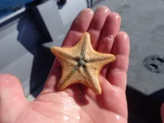 Cookie-cutter Sea Star thumbnail 4