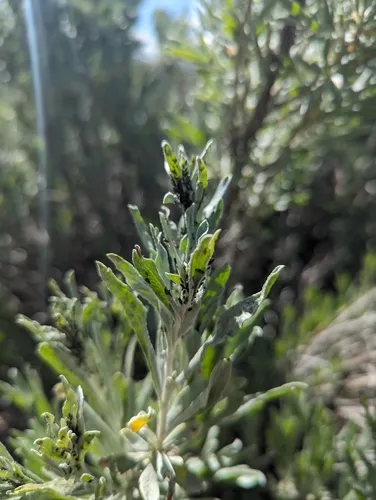 Obtusicauda coweni