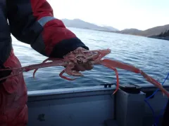 Tanner crab thumbnail 3