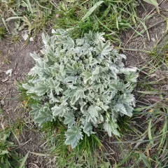 Branched Cinquefoil thumbnail 4