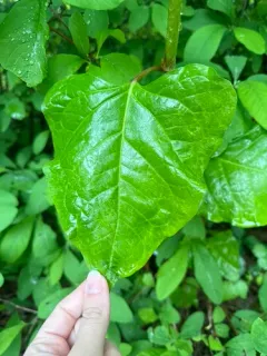 Malabar spinach thumbnail 4