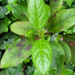 Laurustinus viburnum thumbnail 4