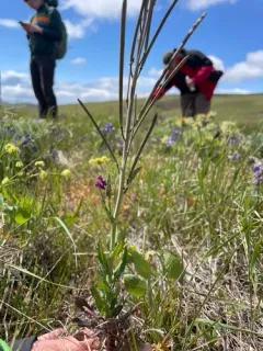 Elegant Rockcress thumbnail 2