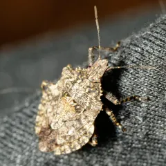 Brochymena arborea thumbnail 1