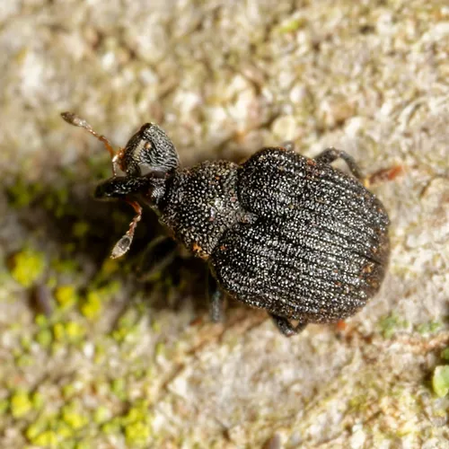 Yellow Poplar Weevil