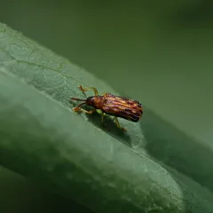Sumitrosis inaequalis thumbnail 3