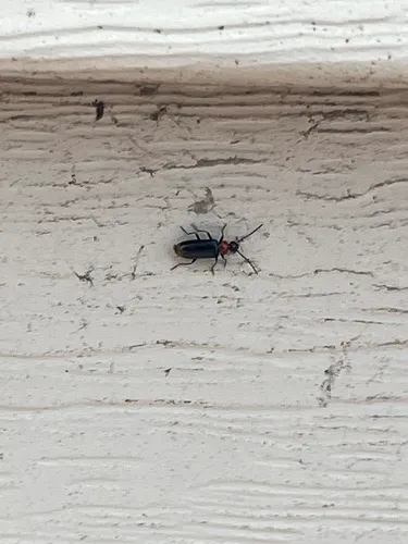 Pedilus terminalis