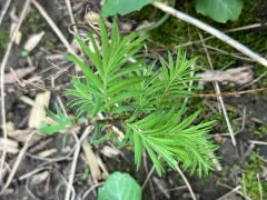 dawn redwood thumbnail 3
